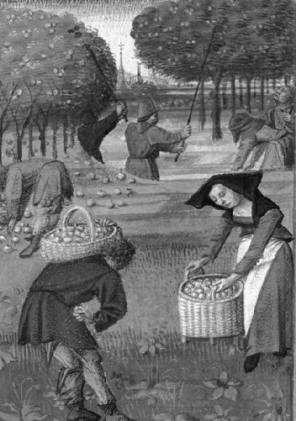 Apfelernte im 15. Jahrhundert